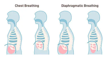 188622654 chest and diaphragmatic breathing types anatomical mechanism | HoliFit