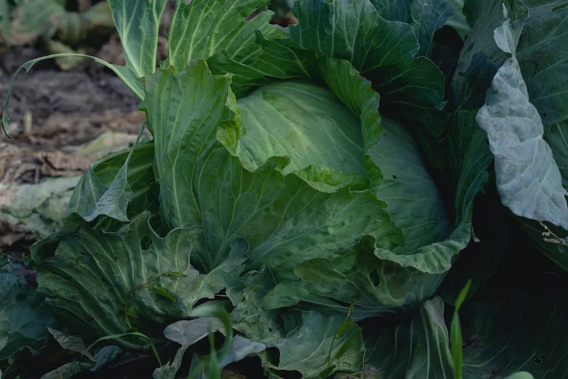 free photo of close up shot of a fresh cabbage | Charles Janoah